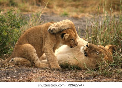 Lion Cub Playing With Mother Lioness