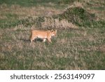 Lion cub practice stalking and hunting in the Maasai Mara National Reserve in Kenya, African adventure safari
