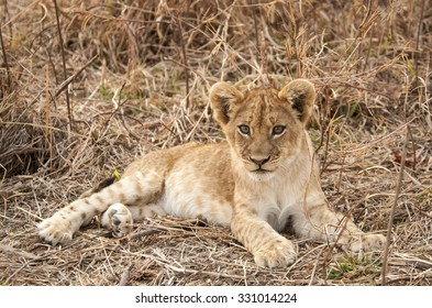 Lion Cub Resting - Powered by Shutterstock
