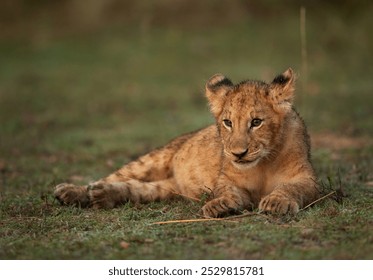 Lion cub resting on green at Masai Mara, Kenya - Powered by Shutterstock