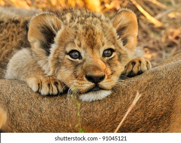 Lion cub resting on mom