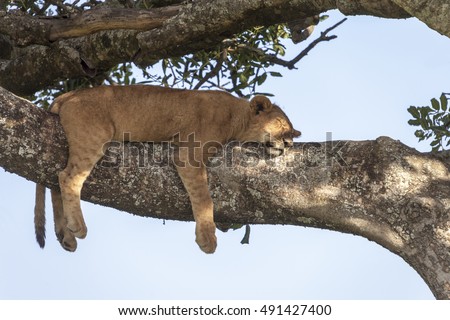 Lion cub resting, sleeping on a tree Tanzania Africa
