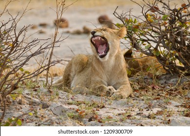 Lion Cub Roar