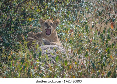 Lion Cub Roar Showing Lion Teeth