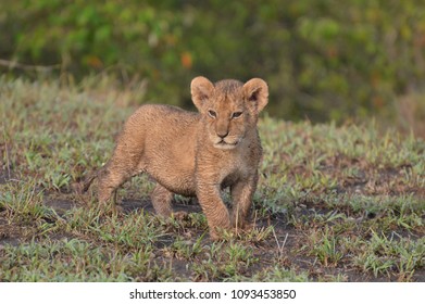 Lion Cub Running