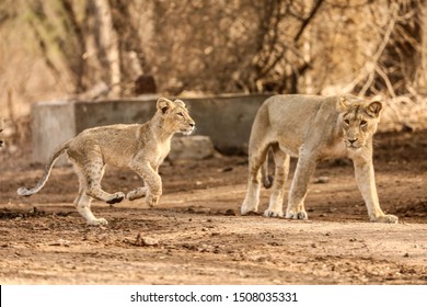 Lion Cub Running And Mother Watching 
