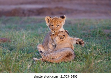 Lion Cub Running Playing Masai Mara Stock Photo 2170342403 | Shutterstock