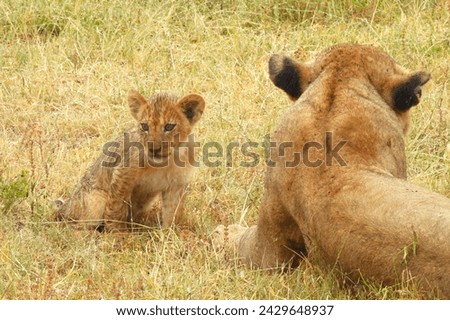 Lion Cub in the Sabi Sand Game Reserve of South Africa
