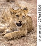 Lion Cub - Sabie Park, South Africa