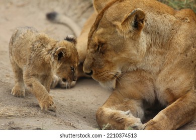 Lion Cub Seeks Attention From Het Mother.