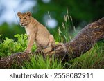 Lion cub is seen in Okavango Delta on November 2024