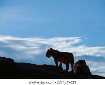 Lion Cub Silhouette in the Pride Lands - Powered by Shutterstock