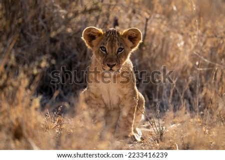 Lion cub sits eyeing camera with backlighting
