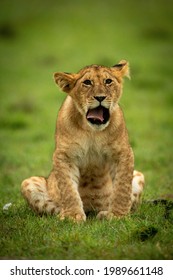 Lion cub sits yawning facing towards camera