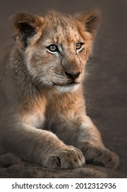 Lion cub sitting down and relaxing
