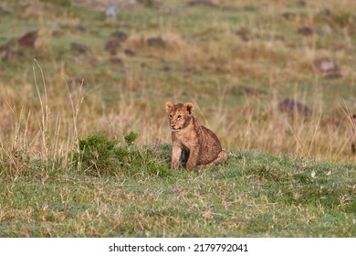 Lion Cub Sitting In The Grass