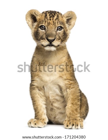 Lion cub sitting, looking at the camera, 7 weeks old, isolated on white