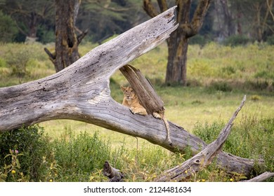 Lion Cub Sitting On A Tree