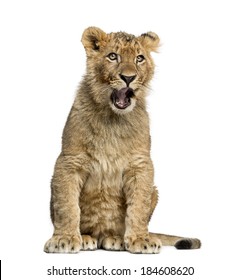 Lion Cub Sitting And Yawning