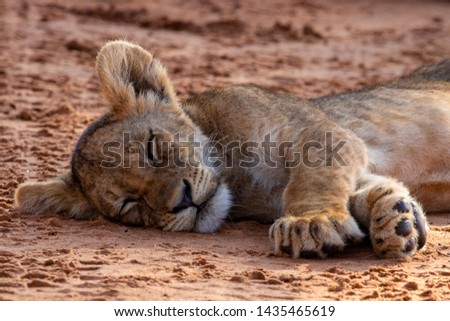 Lion cub sleeping on red kalahari sand in the Kgalagadi Transfrontier Park