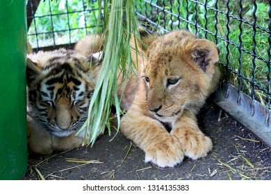 Lion Cub And Tiger Cub In A Cage