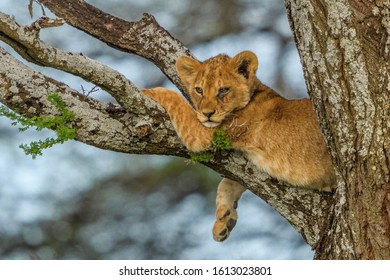 Lion Cub Waiting For Mom In An Acacia Tree