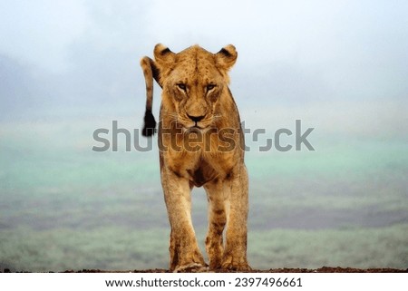 A lion cub walking leisurely 
