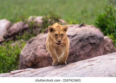 Lion cub walking on rock towards camera in Serengeti National Park - Powered by Shutterstock