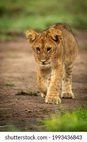 Lion cub walks across dirt lifting paw