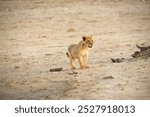 A lion cub walks at sunset on the white sands of the Kalahari, on the border between Namibia and South Africa