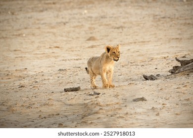 A lion cub walks at sunset on the white sands of the Kalahari, on the border between Namibia and South Africa - Powered by Shutterstock