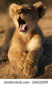 Lion Cub Yawning