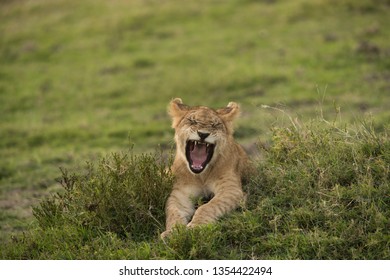 Lion cub yawning, Masai Mara
