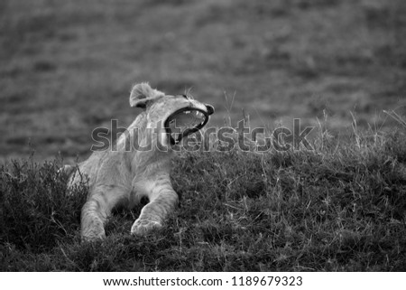 Similar – Foto Bild Gähnende Katze schön