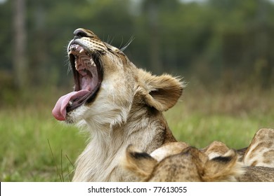 Lion Cub Yawning Or Roaring