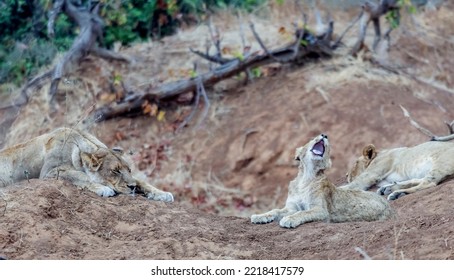 Lion Cub Yawning Whilst Lying Down, Tired After Eating