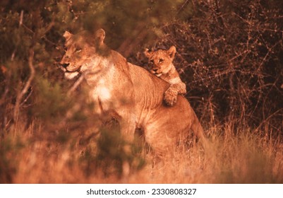 Lion cubs are 3 pounds at birth with a yellowish-brown coat and distinct spots or stripes. Cubs remain hidden from the pride for the first four to six weeks while they gain strength.