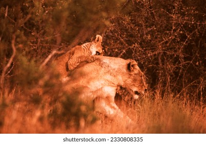 Lion cubs are 3 pounds at birth with a yellowish-brown coat and distinct spots or stripes. Cubs remain hidden from the pride for the first four to six weeks while they gain strength.