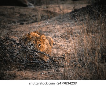Lion cubs in attack position ready to catch prey