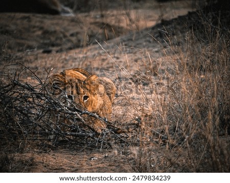Lion cubs in attack position ready to catch prey