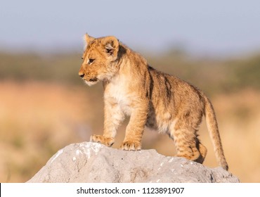 Lion Cubs In Botswana