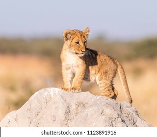 Lion Cubs In Botswana