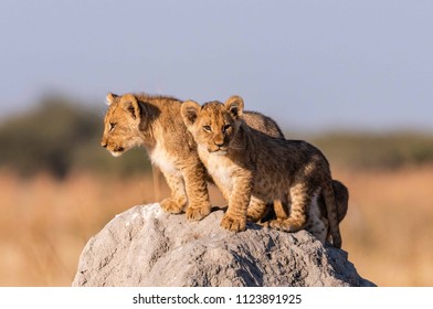 Lion Cubs In Botswana