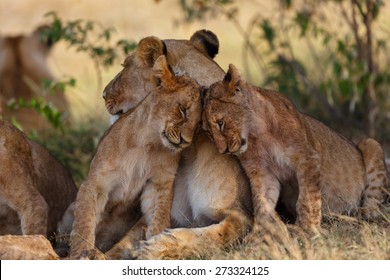 Lion Cubs Cuddle With Mother After A Good Breakfast In Masai Mara, Kenya