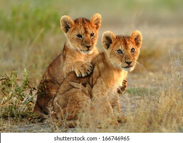 Lion Cubs Cuddling