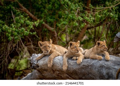 Lion cubs laying on a fallen tree in the Kruger National Park, South Africa. - Powered by Shutterstock