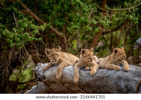 Lion cubs laying on a fallen tree in the Kruger National Park, South Africa.