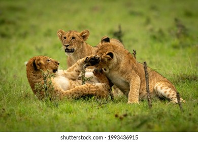 574 Lion cubs fighting Images, Stock Photos & Vectors | Shutterstock