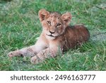 Lion cubs with lioness relaxing , South Africa