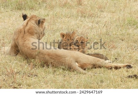 Lion cubs with Lioness in teh Sabi Sand Game Reserve in South Africa